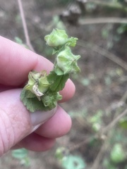 Malva multiflora