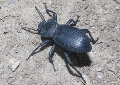 Cryptoglossa muricata