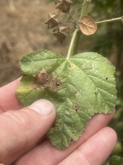 Malva multiflora