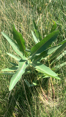 Asclepias