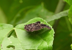 Ebrietas anacreon anacreon