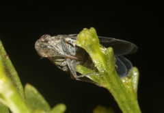 Melanoliarus aridus