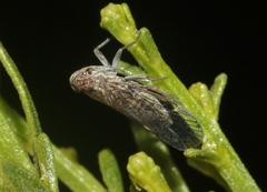 Melanoliarus aridus