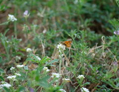 Ochlodes sylvanoides