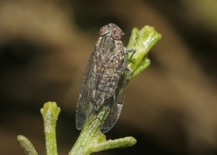 Melanoliarus aridus