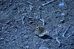 Junonia grisea