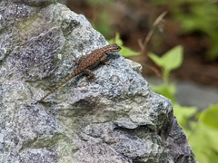 Sceloporus jarrovii