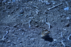 Junonia grisea