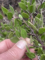 Arctostaphylos