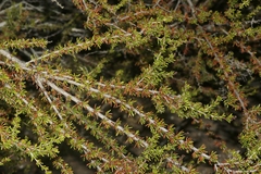 Adenostoma fasciculatum