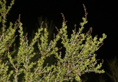 Adenostoma fasciculatum