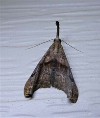 Palthis angulalis