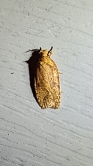 Agonopterix thelmae