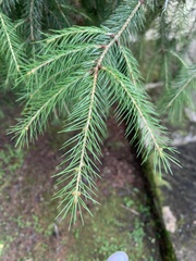 Picea morrisonicola