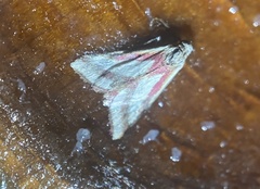 Microtheoris vibicalis
