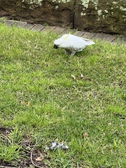 Cacatua galerita