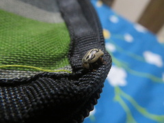 Zygogramma bicolorata