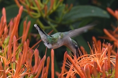 Archilochus colubris