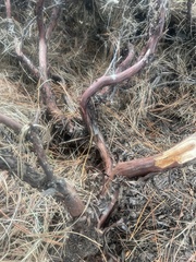 Arctostaphylos