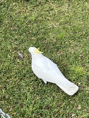 Cacatua galerita