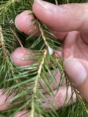 Picea morrisonicola