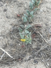 Camissoniopsis cheiranthifolia