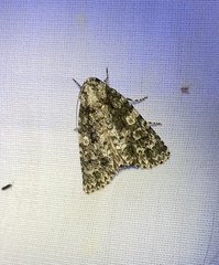 Acronicta afflicta