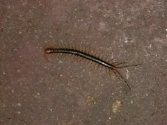 Scolopendromorpha