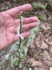 Spiranthes tuberosa