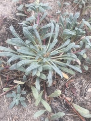 Camissoniopsis cheiranthifolia