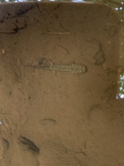 Dicamptodon tenebrosus