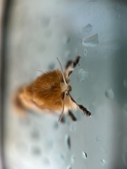 Megalopyge opercularis