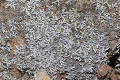 Selaginella cinerascens