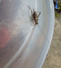 Svistella bifasciata