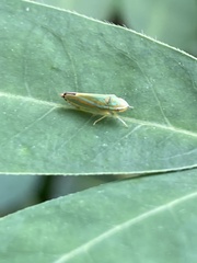 Graphocephala versuta