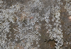 Selaginella cinerascens