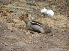 Callospermophilus lateralis
