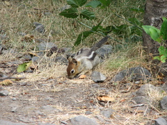 Callospermophilus lateralis