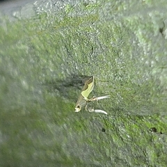 Caloptilia bimaculatella
