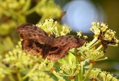 Achlyodes busirus heros