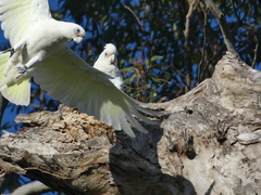 Cacatua sanguinea