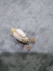 Polyphylla decemlineata