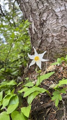 Erythronium montanum