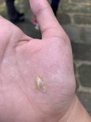 Schistophleps bipuncta