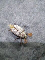 Polyphylla decemlineata