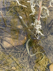 Thamnophis radix