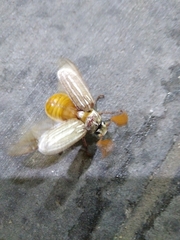 Polyphylla decemlineata