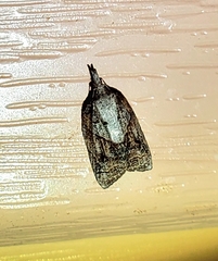 Platynota idaeusalis