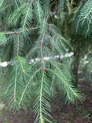 Picea morrisonicola