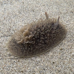 Acanthodoris nanaimoensis